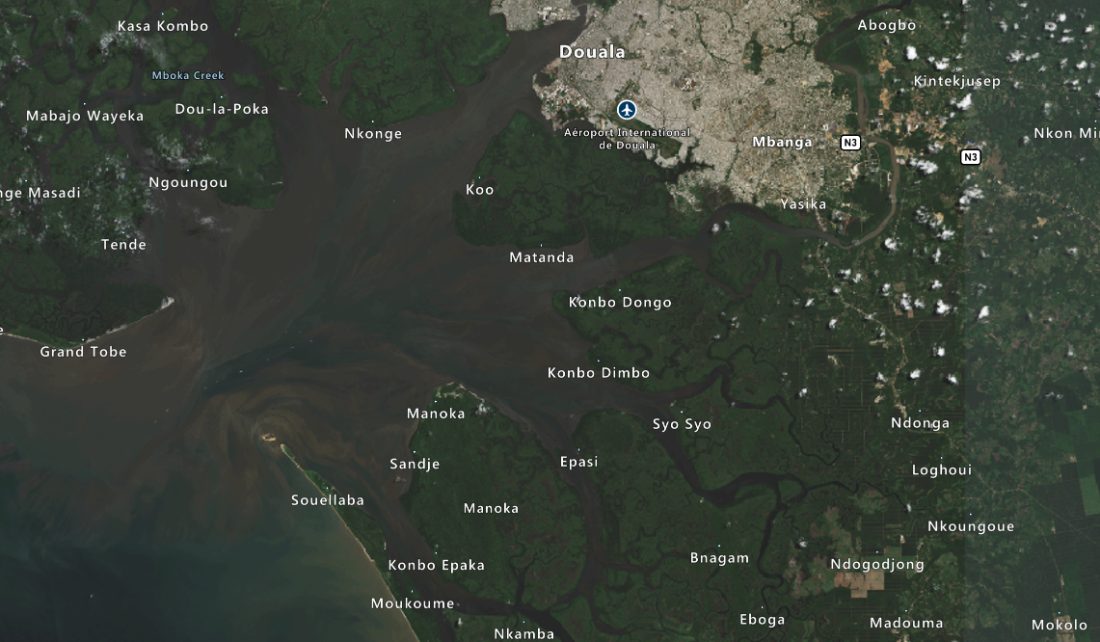 Mangrove estuary ecosystem detail