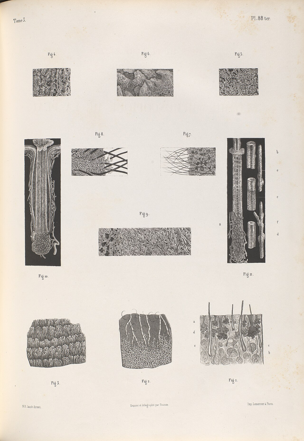 Colour lithograph of microscopic skin anatomy: layered cross-sections, hair follicles, glands and vessels, numbered.