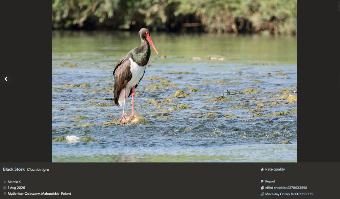 A single eBird observation record of a Black Stork in Poland