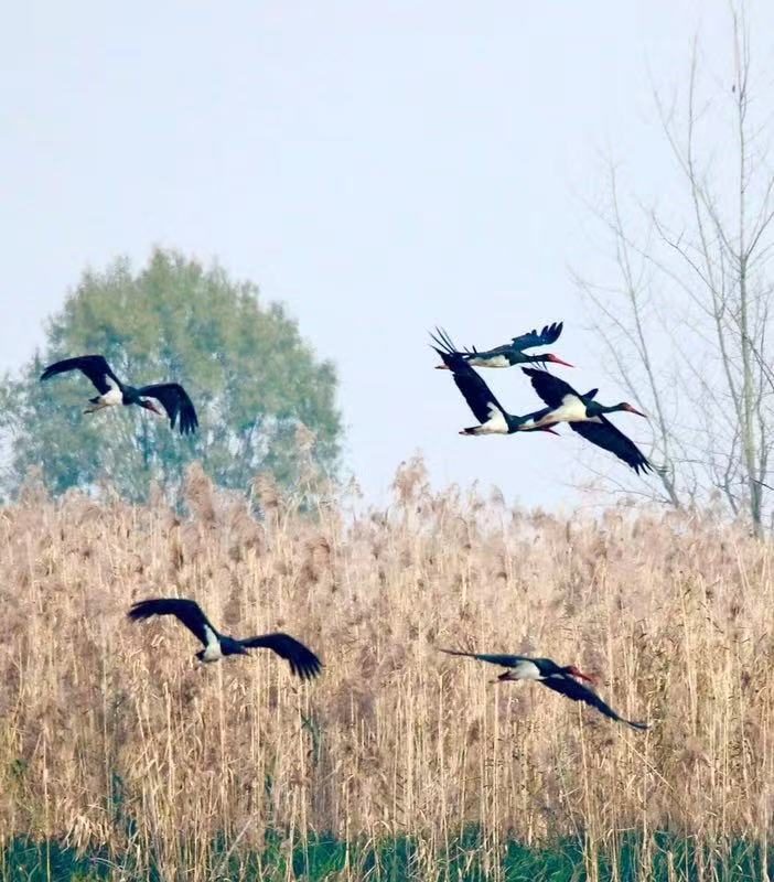 A flock of four black storks flying low over reeds