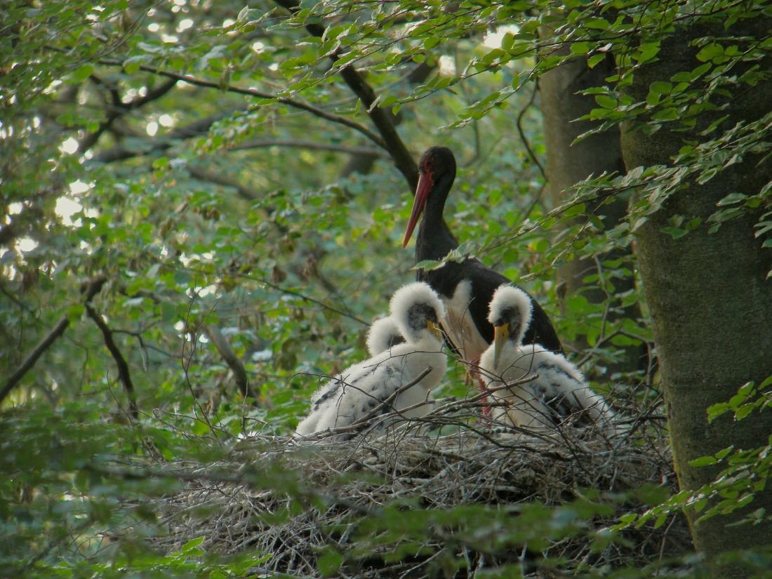 A black stork with two downy chicks on a nest in the forest
