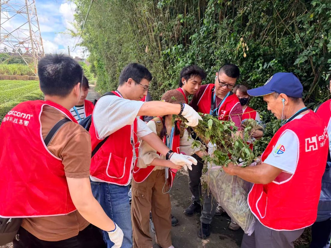 Volunteers handing pulled plants to a guide who bags them beside a tea field