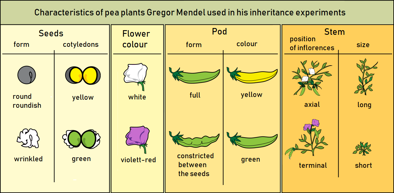 Diagram of seven pairs of contrasting pea-plant traits: seed shape, seed colour, pod form, flower colour, stem length and position.