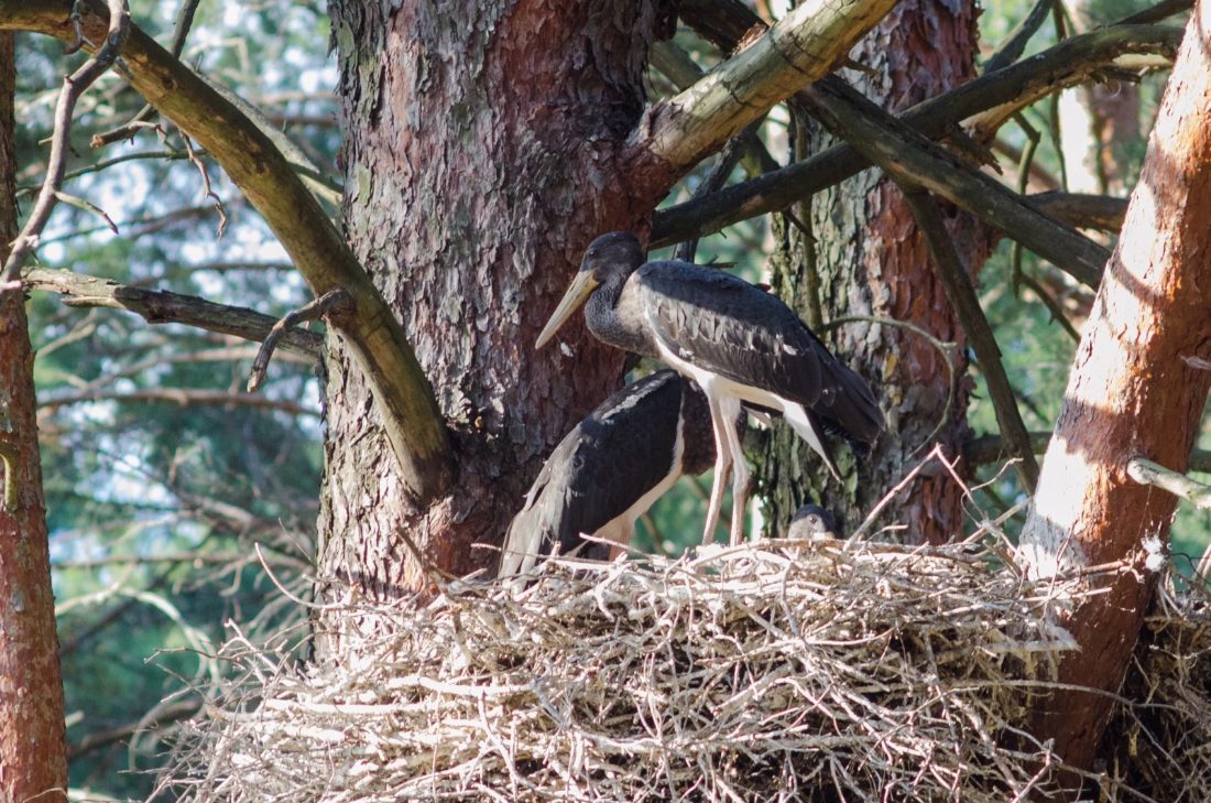 Two black storks at a nest high in a pine tree