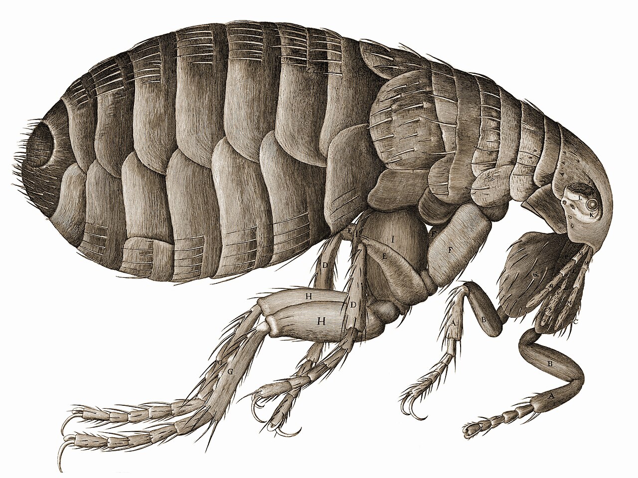 Engraving of a flea at enormous magnification, its armoured plates, spines and jointed legs drawn with mechanical precision.