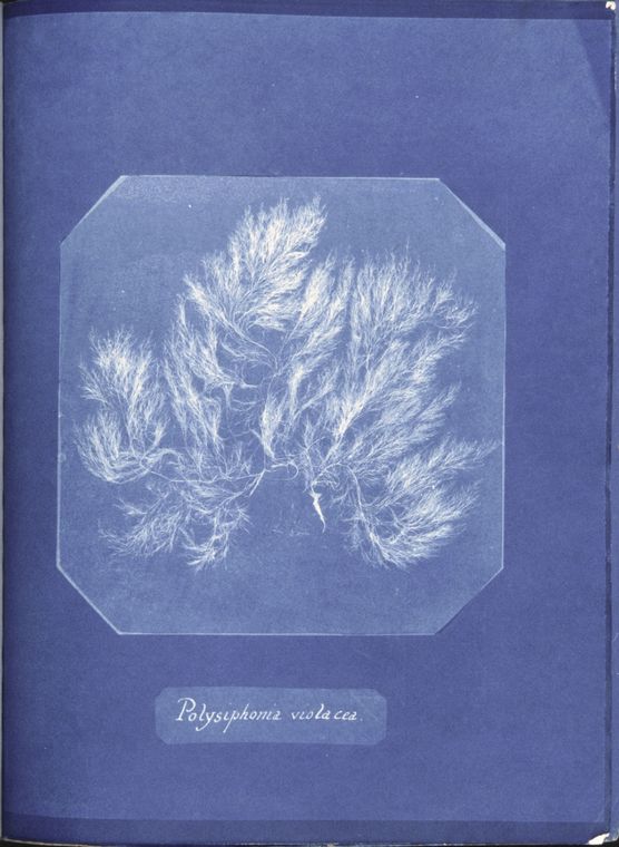 Deep Prussian-blue cyanotype print with a white silhouette of a branching seaweed frond.