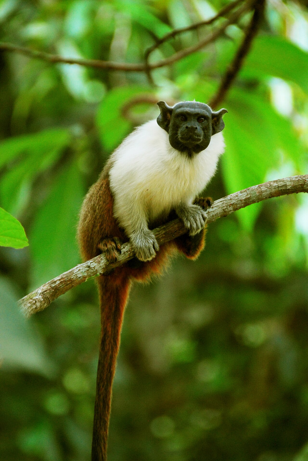 Pied tamarin, Saguinus bicolor