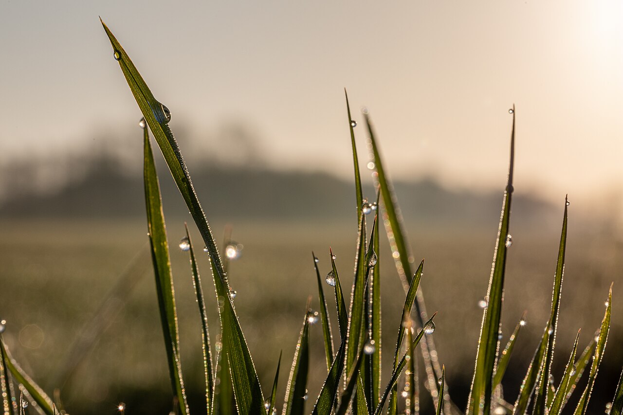 Macro photograph of dew on blades of grass, backlit, with droplets caught along every edge and the field behind thrown out of focus.