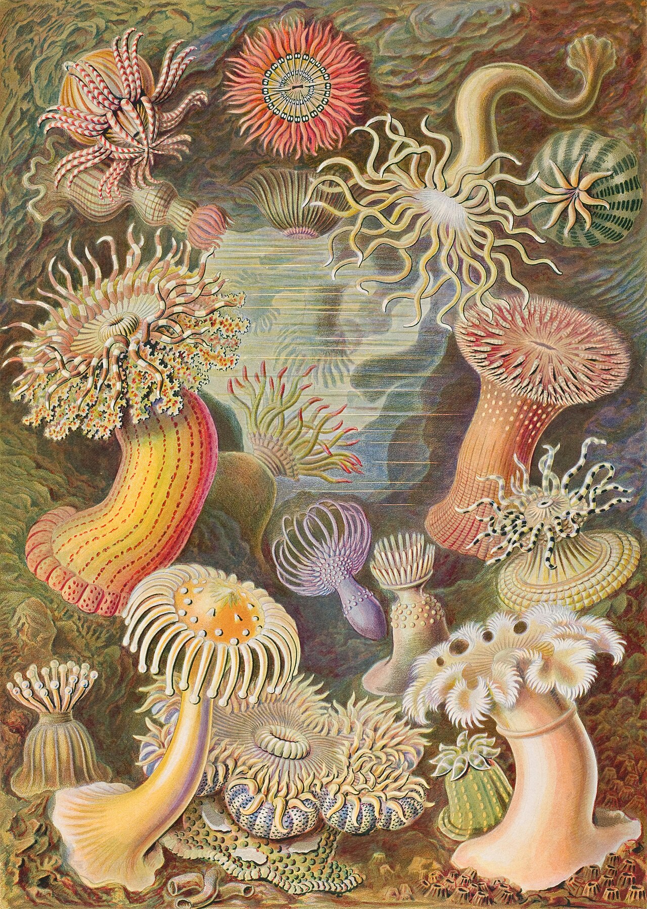 Actiniae plate by Ernst Haeckel showing sea anemones