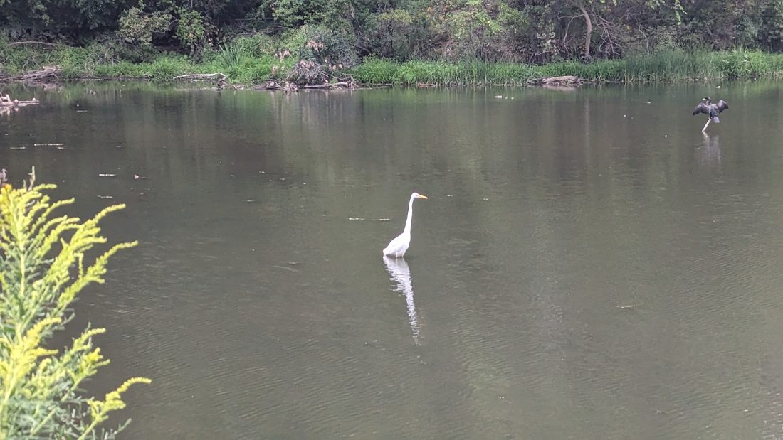 A great egret stands in shallow river water, watched by a cormorant in the distance