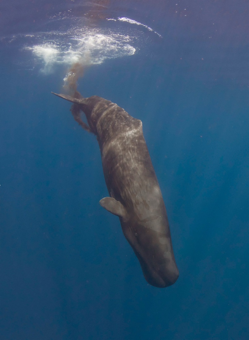 A great whale descending into the deep