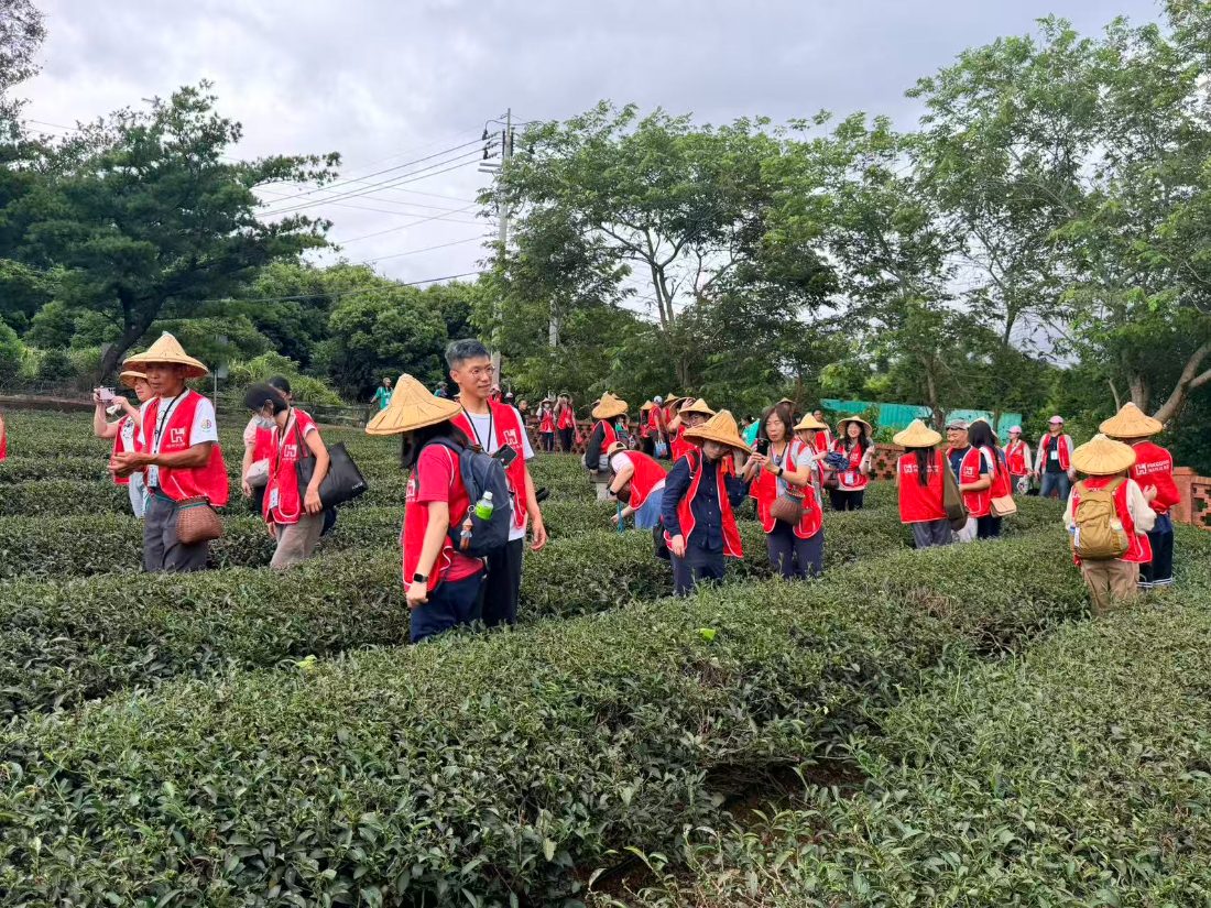 Volunteers wearing conical bamboo hats standing among the tea bushes