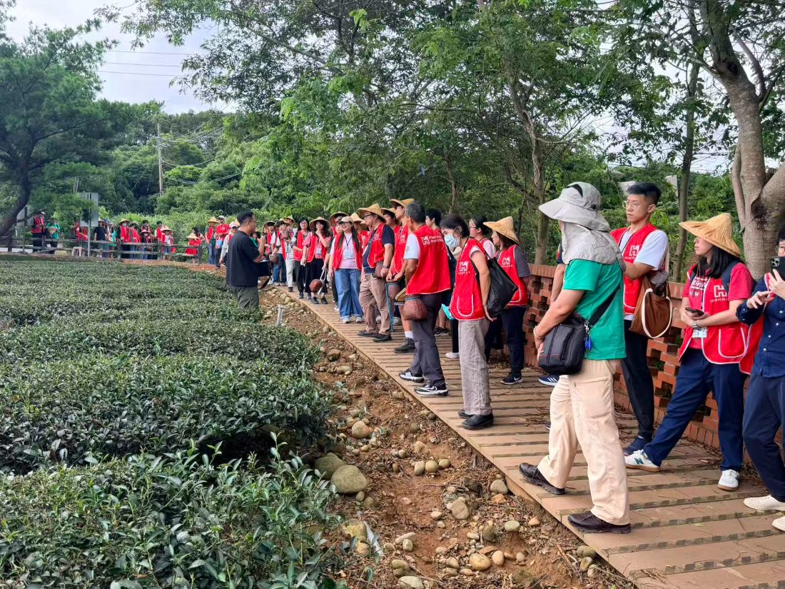 Volunteers in bamboo hats walking the brick path along the tea rows