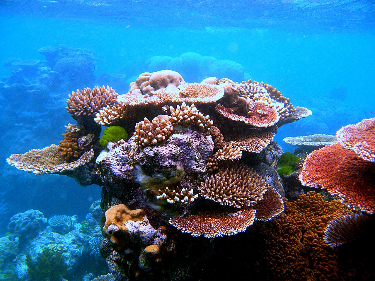 Underwater photograph of a coral outcrop in bright turquoise water, with small fish above it.