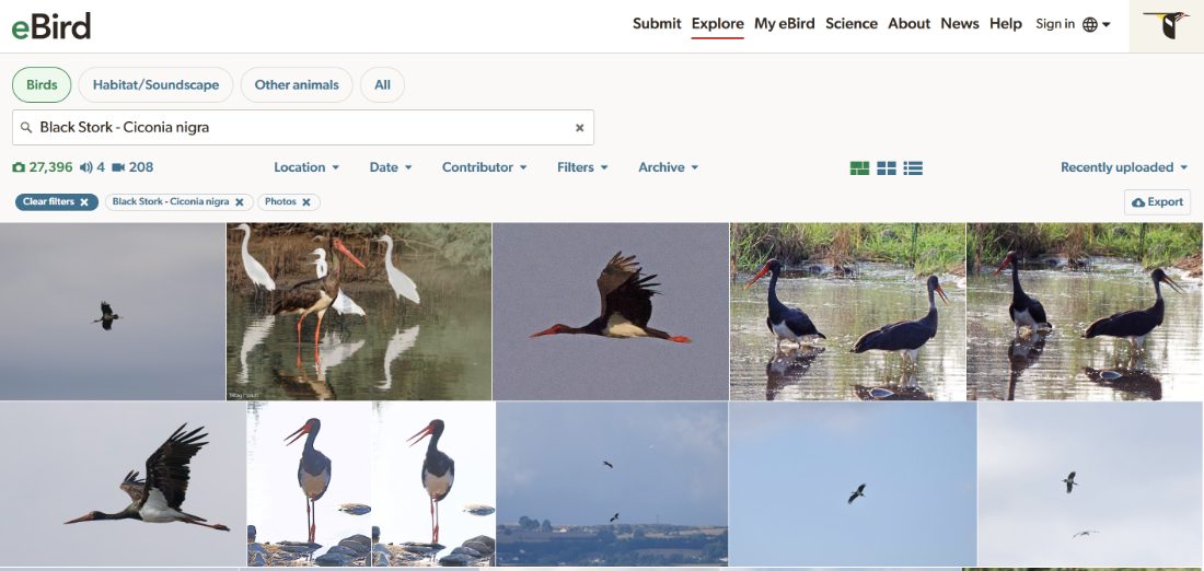 eBird global photo archive search results for Black Stork
