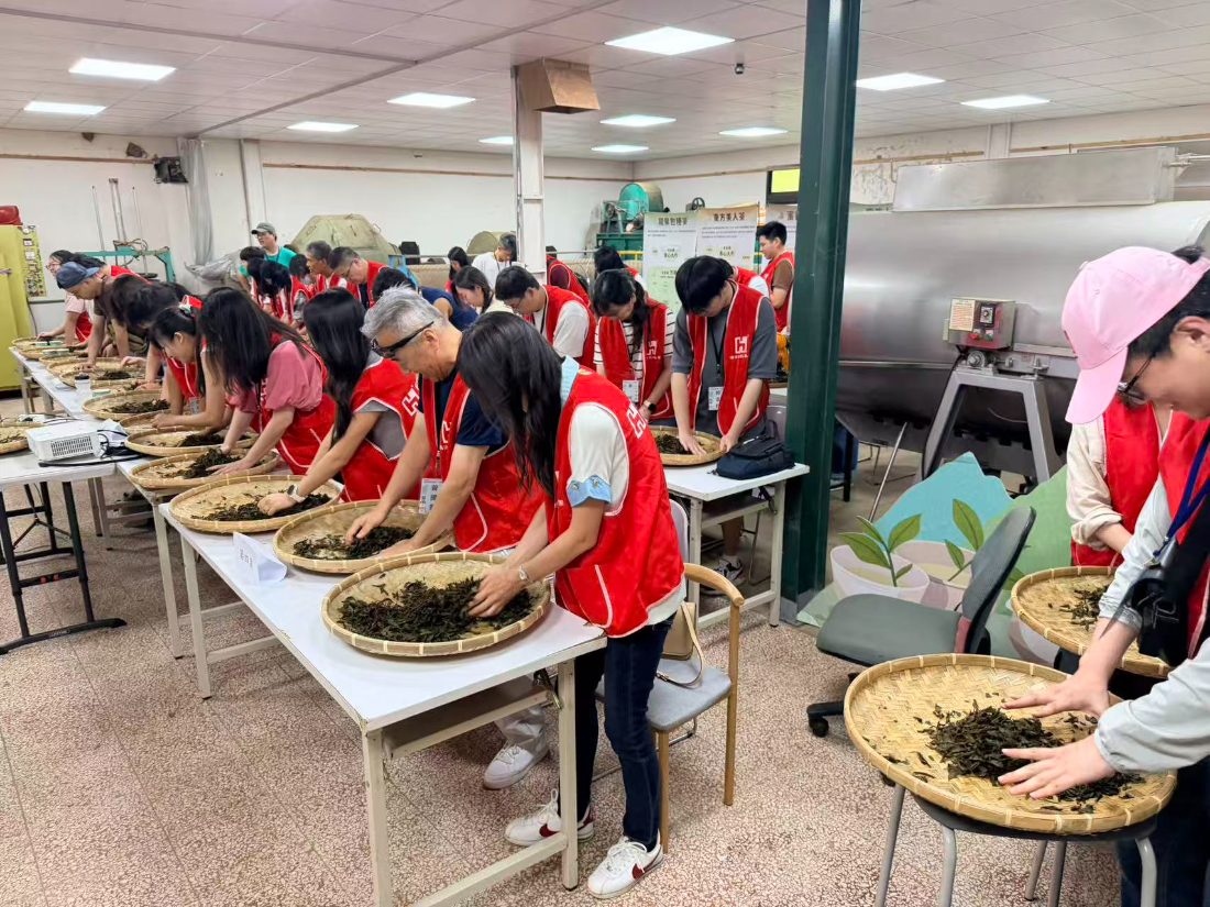 A long row of volunteers rolling tea leaves on round bamboo trays inside the tea factory