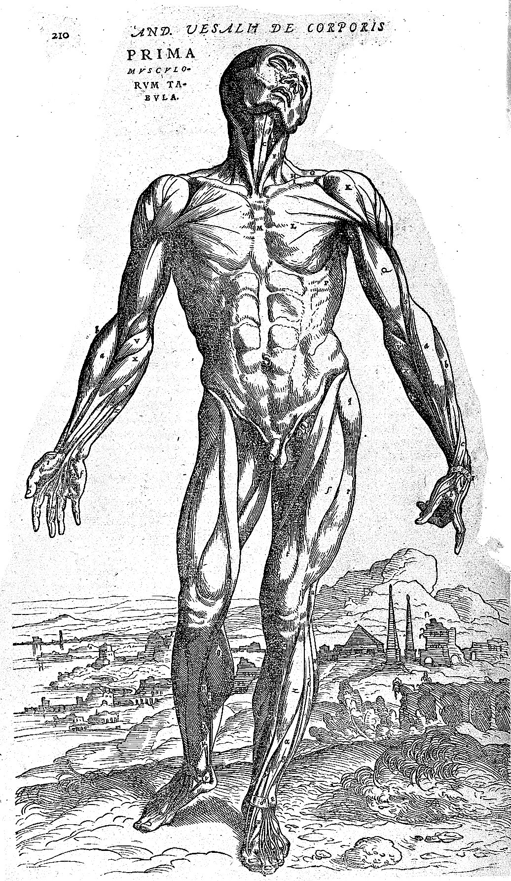 Woodcut of a flayed human figure, muscles exposed, standing upright and walking through a landscape with a distant town.