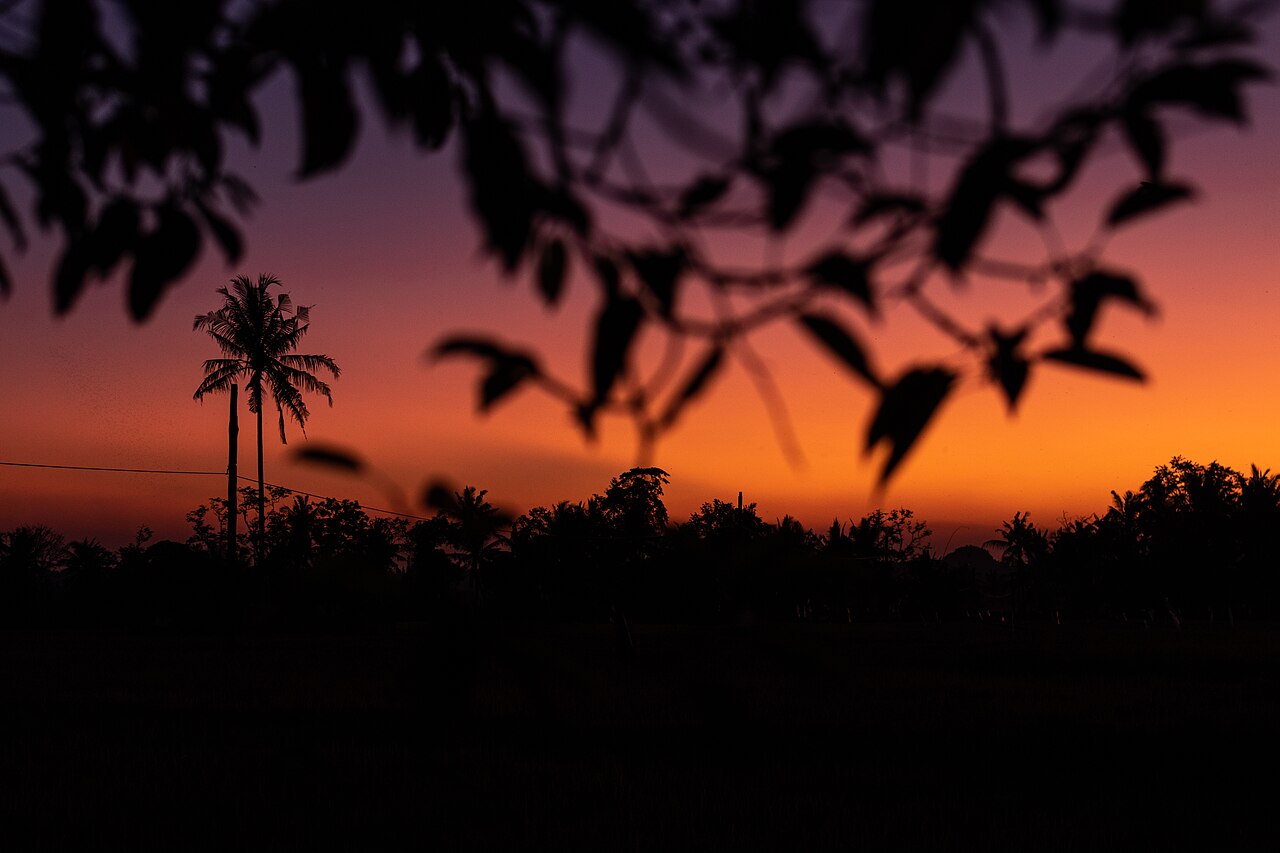 Palm trees in black silhouette against an orange and pink sunset