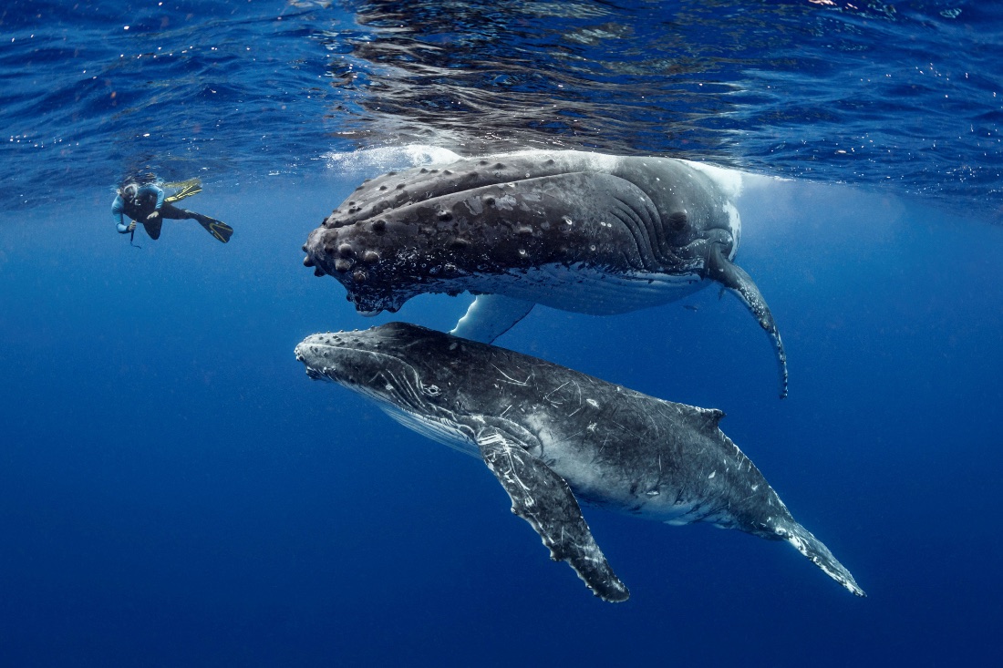 A whale today, and what could return