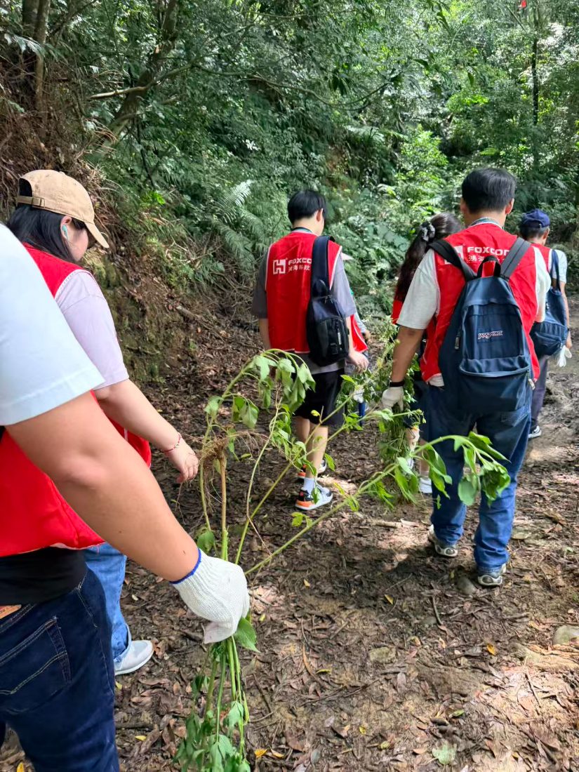 A volunteer in gloves holding pulled vines on the forest trail while the team walks ahead