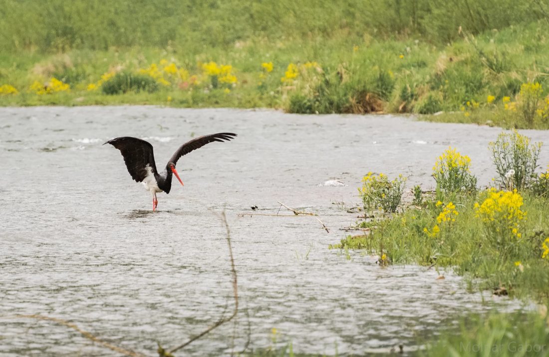 A black stork landing on shallow water among wildflowers