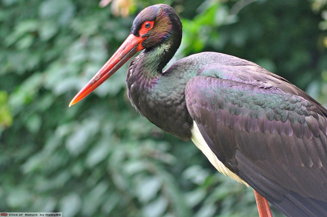 Close portrait of a black stork, iridescent feathers, red bill