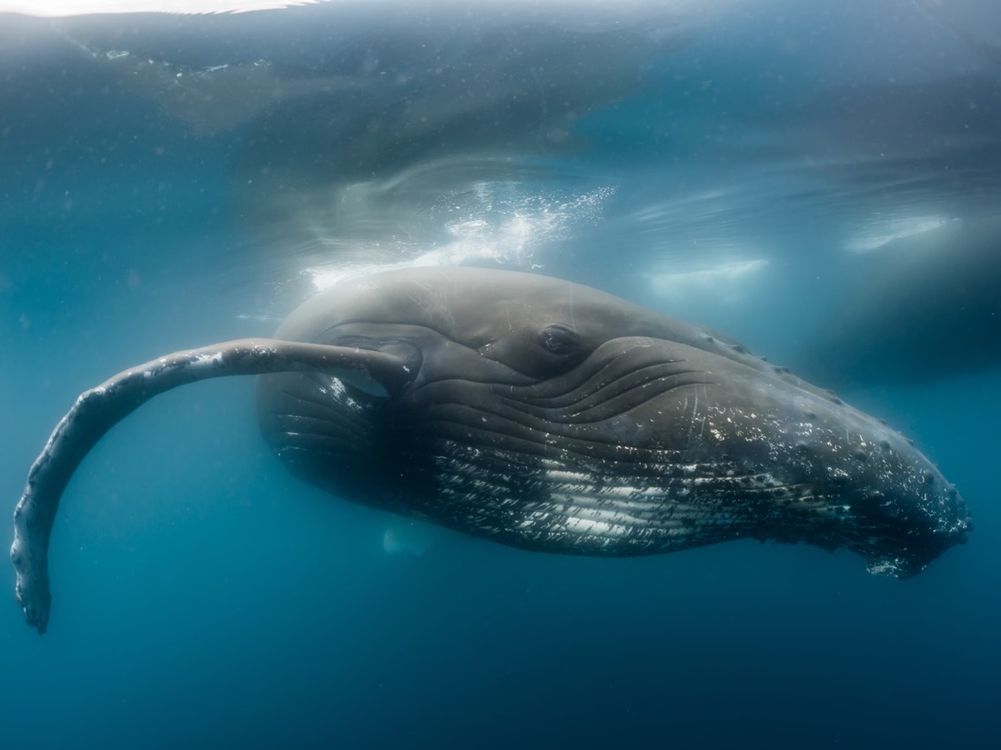 A whale feeding in deep water