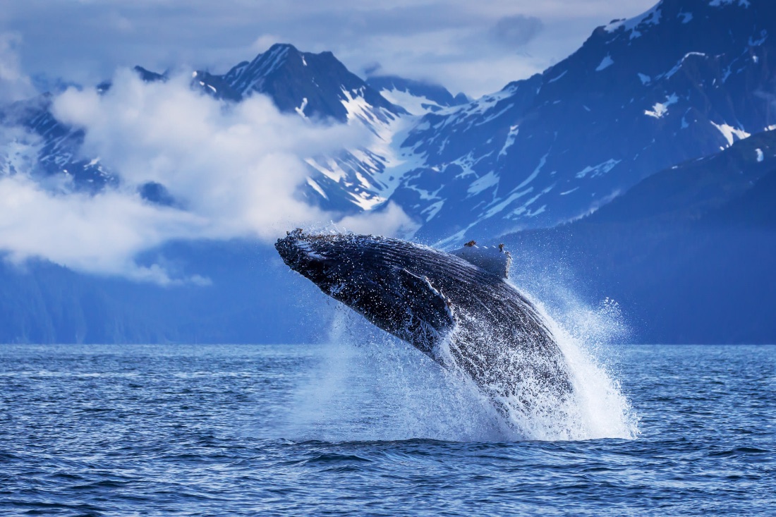 Whales in earlier, more abundant oceans