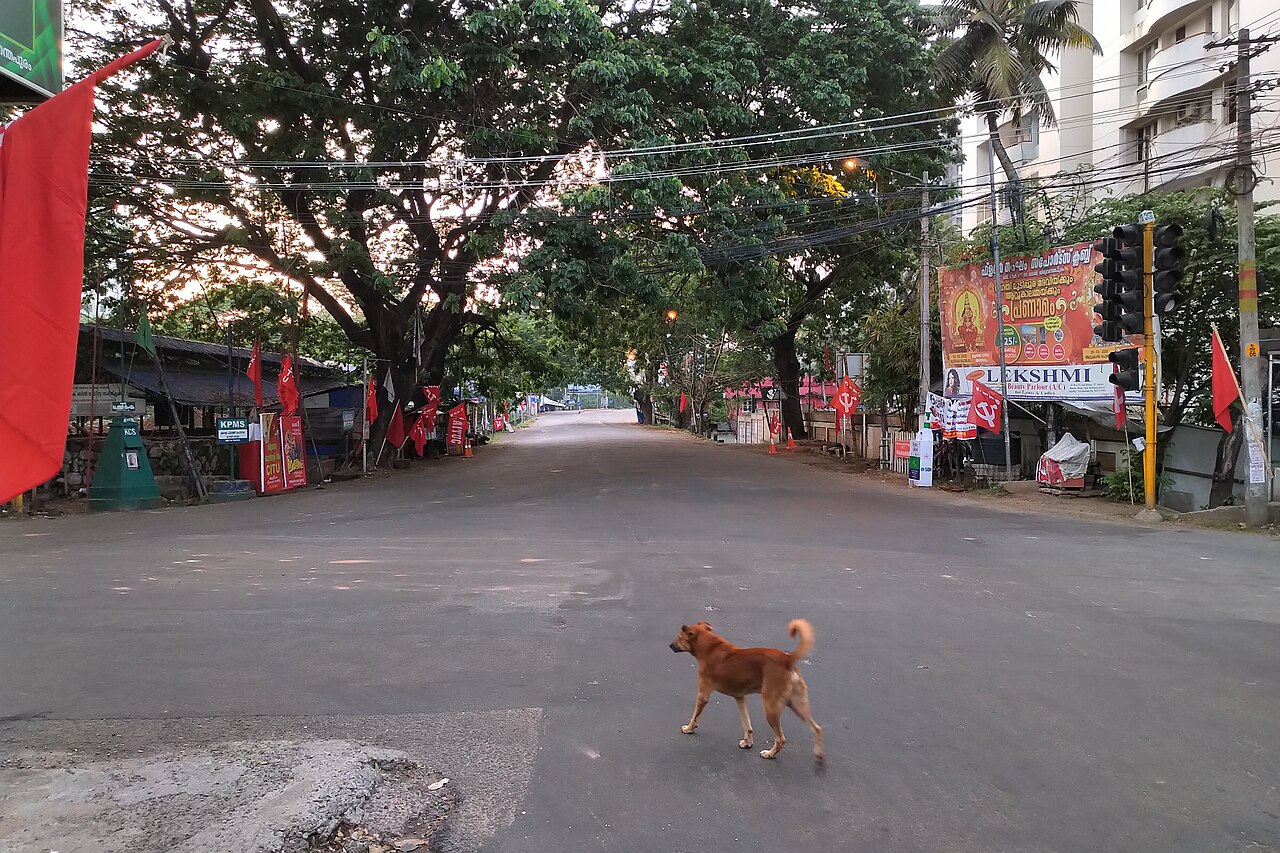 A wide empty road lined with trees and red political flags, with a single dog crossing, photographed during the 2020 lockdown.