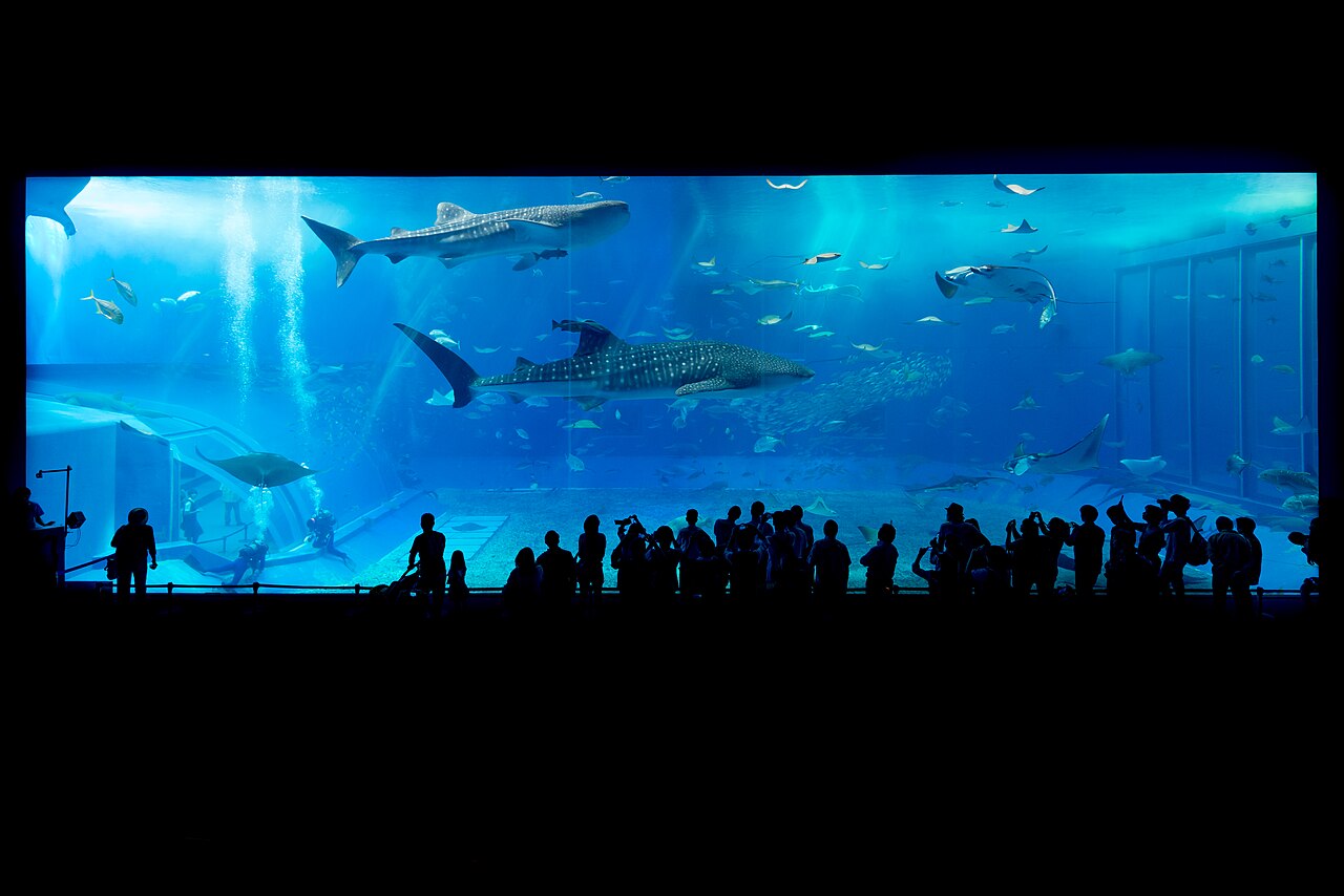 Enormous aquarium viewing panel filled with deep blue water, whale sharks and rays, with a row of silhouetted people watching along the bottom of the frame.