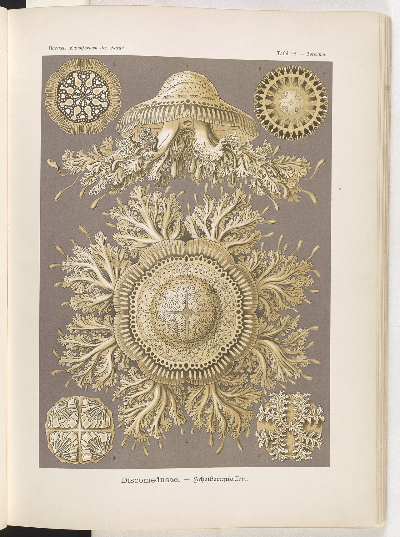 Disc jellyfish, translucent bells with trailing tentacles, on a dark ground.