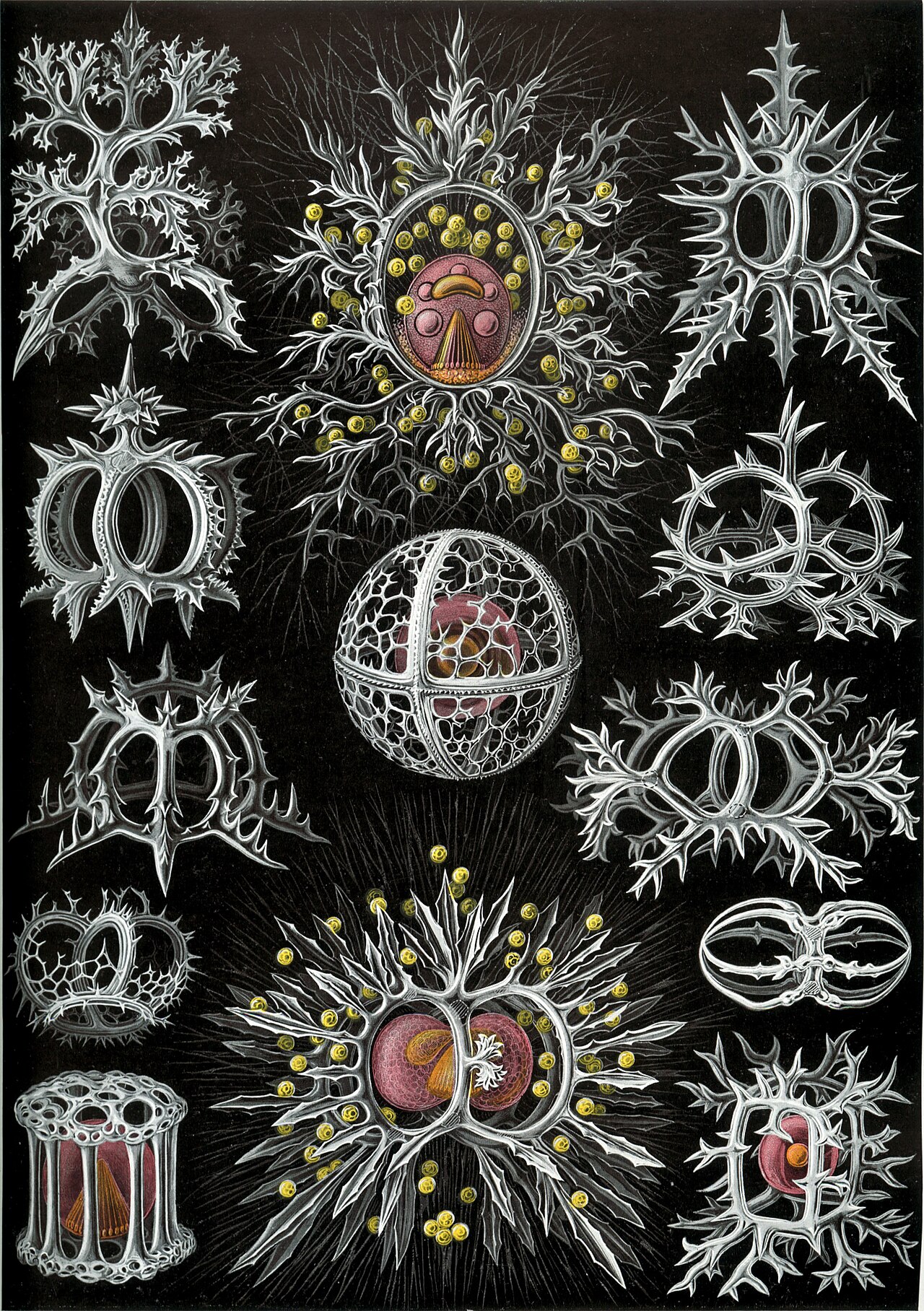 Radiolarian skeletons on a black ground, white latticed spheres and spined crowns.