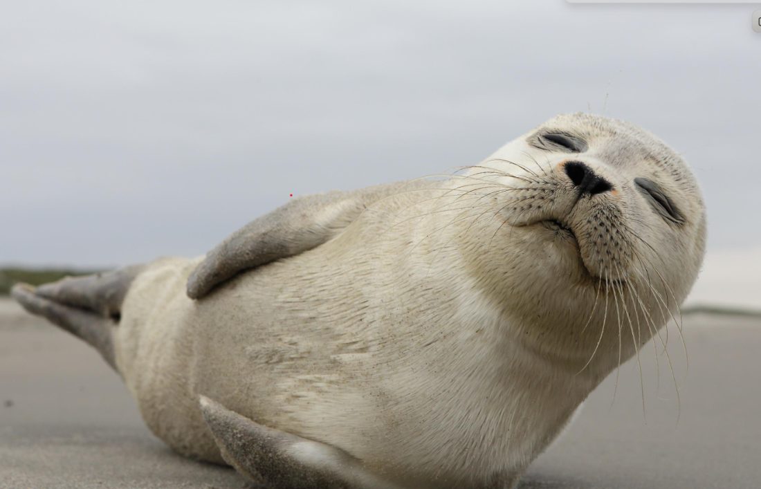 Seal — Lichtenstein Blue