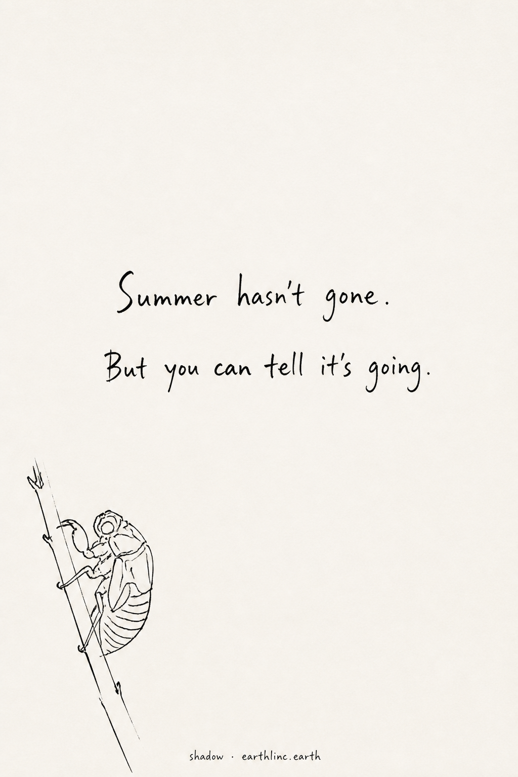 Nearly bare paper with a cicada shell on a branch, hand-lettered: Summer hasn't gone. But you can tell it's going.