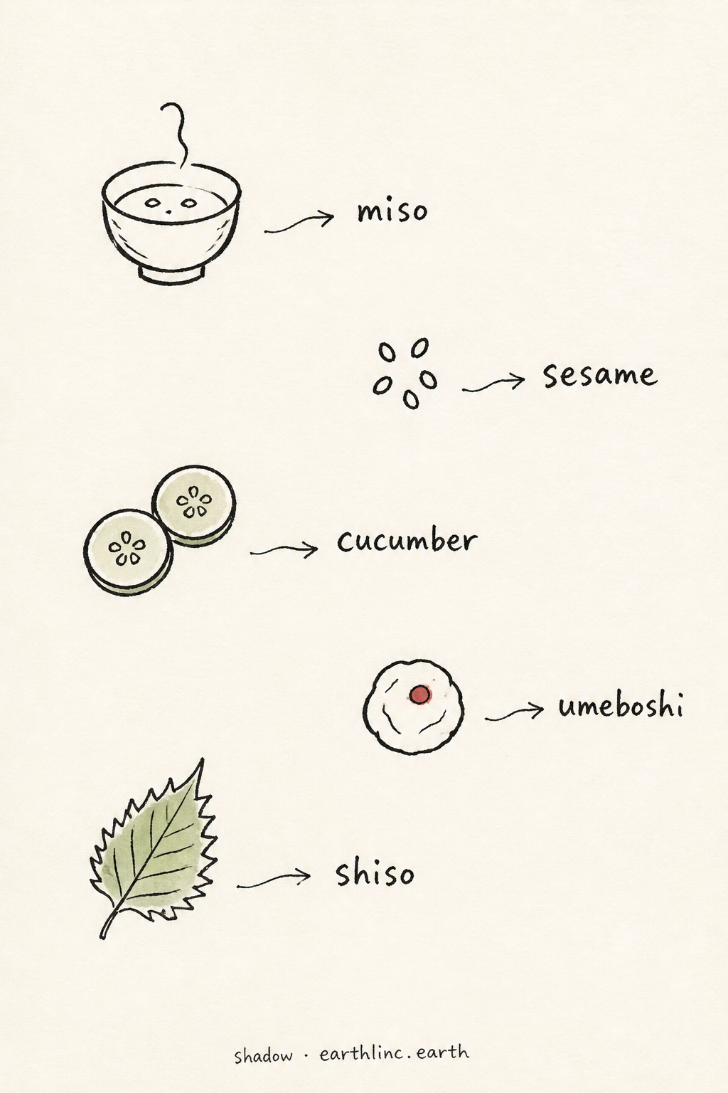 Five tiny spaced doodles with handwritten labels and wobbly arrows: miso, sesame, cucumber, umeboshi, shiso