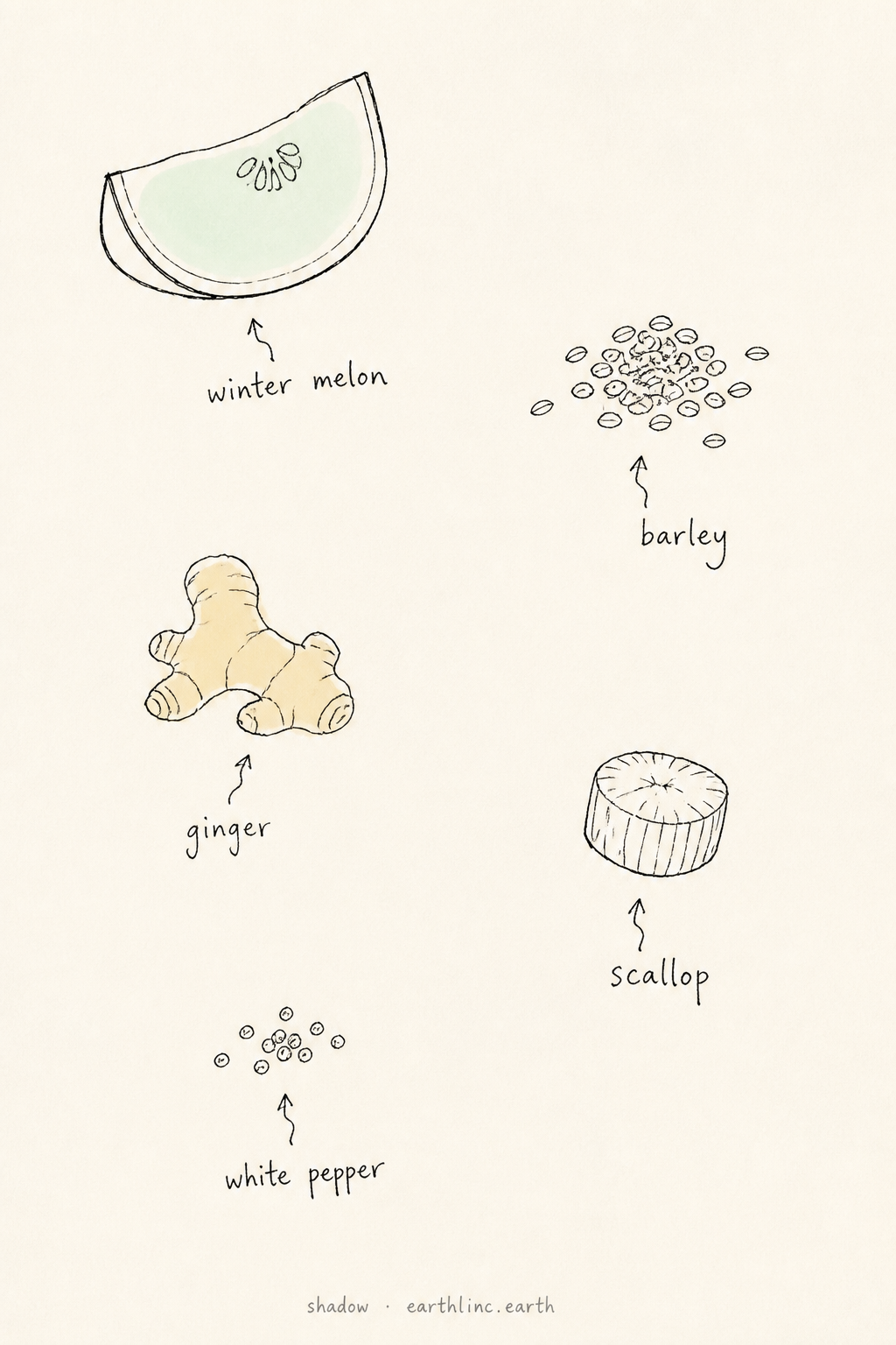 Five loose doodles: winter melon, barley, ginger, scallop, white pepper — each labeled by hand