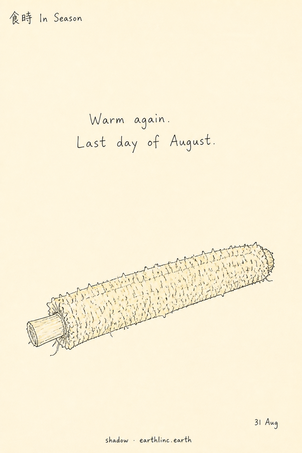 Sketchbook card: one stripped corn cob lying alone. Handwritten: Warm again. Last day of August. Masthead 食時 In Season, date 31 Aug, shadow · earthlinc.earth.